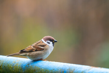 A close-up of a Eurasian tree sparrow (Passer montanus) perched on a metal pipe, showcasing its distinctive markings and adaptability to urban environments