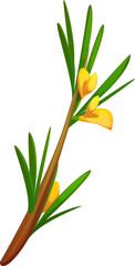 Rooibos tea branch with vibrant yellow flowers and slender, needle-like leaves. Isolated cartoon vector south african plant stem, natural product for herbal tea with bright blooms and green foliage