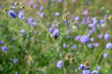 A bee on a flower in green meadow