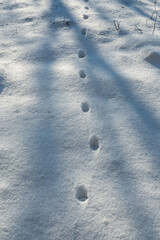 Animal tracks in the snow