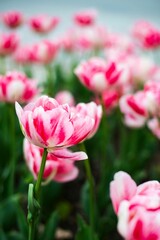 Obraz premium Vibrant pink and white tulips in full bloom