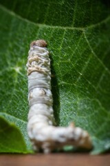 Close-up shot of a silkworm on a leaf