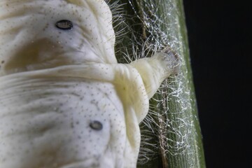 Close-up of a silkworm on a black background