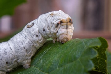Close-up of a silkworm on a green leaf, showcasing its texture and details in a natural setting.