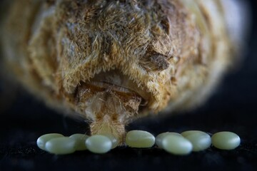 Close-up view of a silkworm laying eggs.