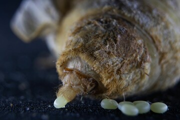 Close-up view of a silkworm laying eggs.