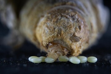 Close-up view of a silkworm laying eggs.