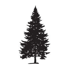 Fototapeta premium Pine Tree Silhouette with Forest Background