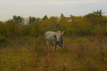 ISTRIAN BULL