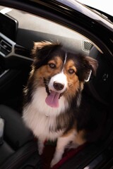 Hund im Fußraum von Auto 