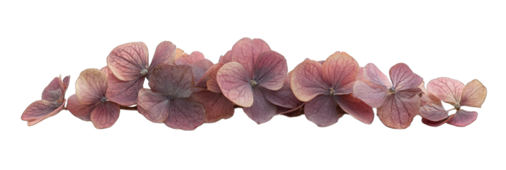 Dried Hydrangea Flower. Pressed for Scrapbooking and Floristry With Sweet Smell. Isolated on a Transparent Background. Cutout PNG.