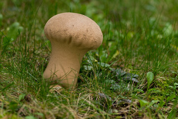 Beutel- oder Groß-Stäubling (Lycoperdon excipuliforme)	