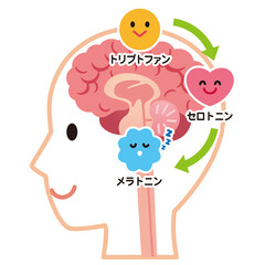 セロトニンの分泌　脳　健康