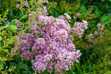 ピンク色のサルスベリの花束