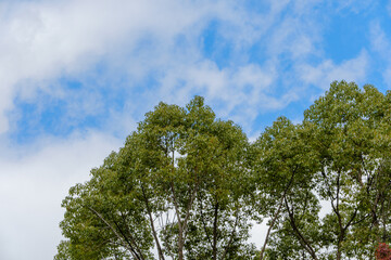 青空と緑の木々