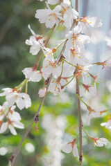 桜