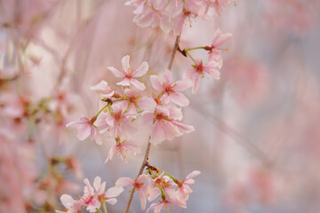 Naklejka premium 桜