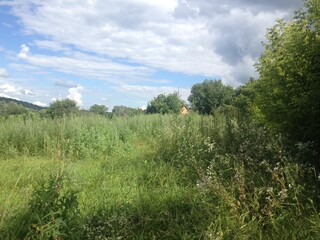 Obraz premium landscape with trees