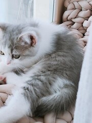 Obraz premium a cat on a couch