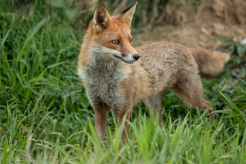 Fototapeta premium Fox on grass, close up