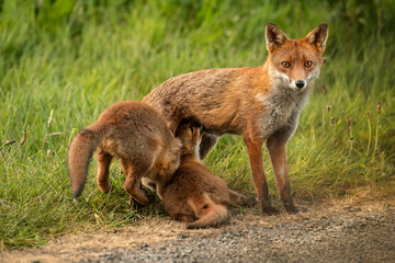 Female fox feeding two fox clubs, close up in the spring time
