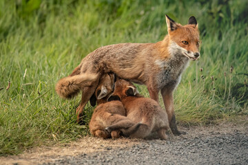 Female fox feeding two fox clubs, close up in the spring time
