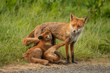 Female fox feeding two fox clubs, close up in the spring time