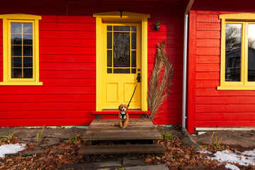 Tiny miniature ginger poodle with white markings sitting on threshold guarding a bright red and...