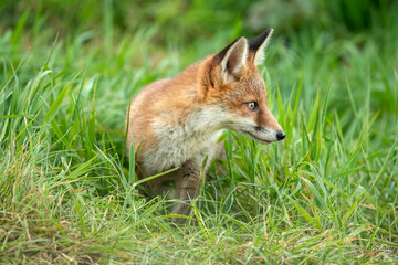 Fox in the grass, close up