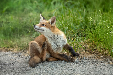 wild red fox cub scratching