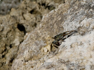 Grapsus Grapsus, red rock crab in the sun in Guadeloupe also called sally lightfoot crab.