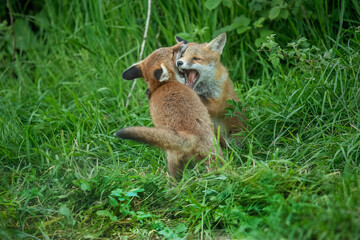 wild red fox cubs playing and fighting