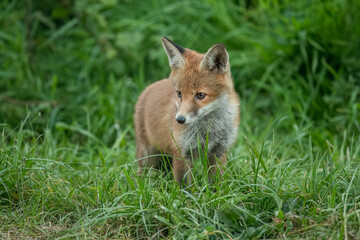 wild red fox cub, close up