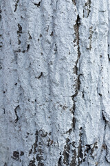 Trunk texture coated with white lime