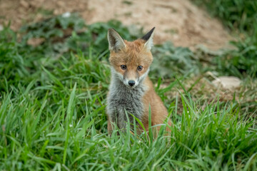 wild red fox cub, close up