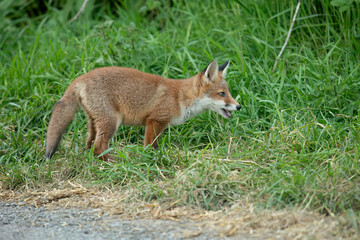 wild red fox cub, close up
