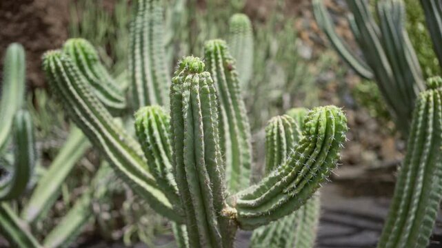 Cactus garden in daylight at lanzarote, canary islands features distinctive caralluma europaea stems with spines.