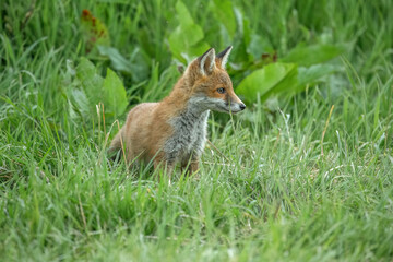 wild red fox cubs, exploring, close up