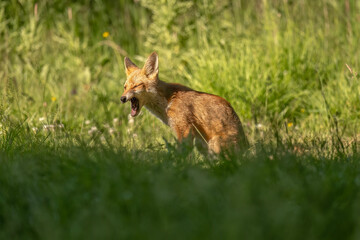 wild red fox sitting on the grass