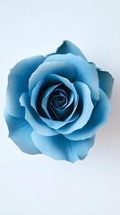A blue rose, macro photography, white background