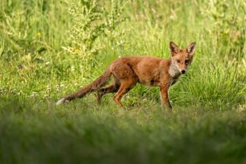 wild red fox standing on the grass
