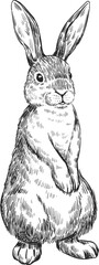 Hand drawn rabbit. Wild animal sketch drawing © ssstocker
