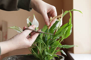Spathiphyllum Peace Lily Care. Removing Dry leaves and flowers, trimming faded flowers and dry...