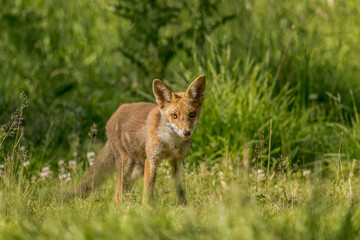 wild red fox standing on the grass