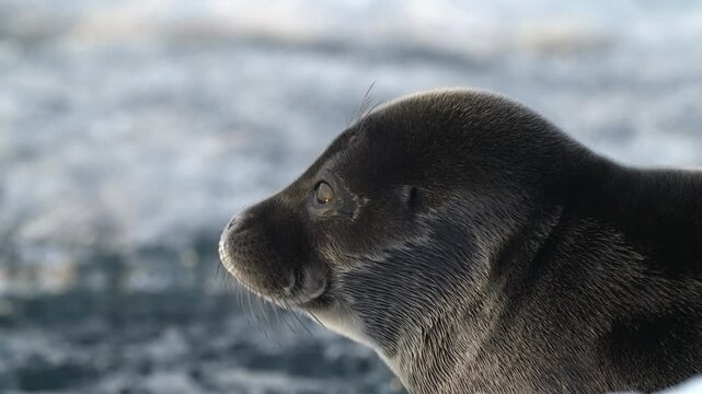 Close up portrait of seal resting on floating ice block in the sea