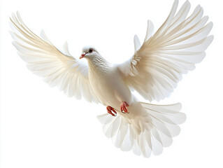 Obraz premium White Dove on a White Background Peace, purity, elegance, symbolism, tranquility, spirituality, minimalism