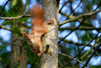red squirrel on a tree