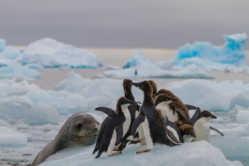 Adult female leopard seal (Hydrurga leptonyx) stalking juvenile Adelie penguins at Brown Bluff near the Antarctic Peninsula, Antarctica