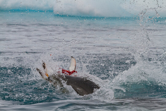 Adult female leopard seal (Hydrurga leptonyx) killing and eating a juvenile Adelie penguin at Brown Bluff, Antarctic Peninsula, Antarctica - Powered by Adobe