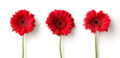 Three red gerbera daisies isolated on a TransparentAI Image